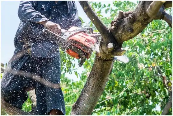 tree services Shenandoah Shores